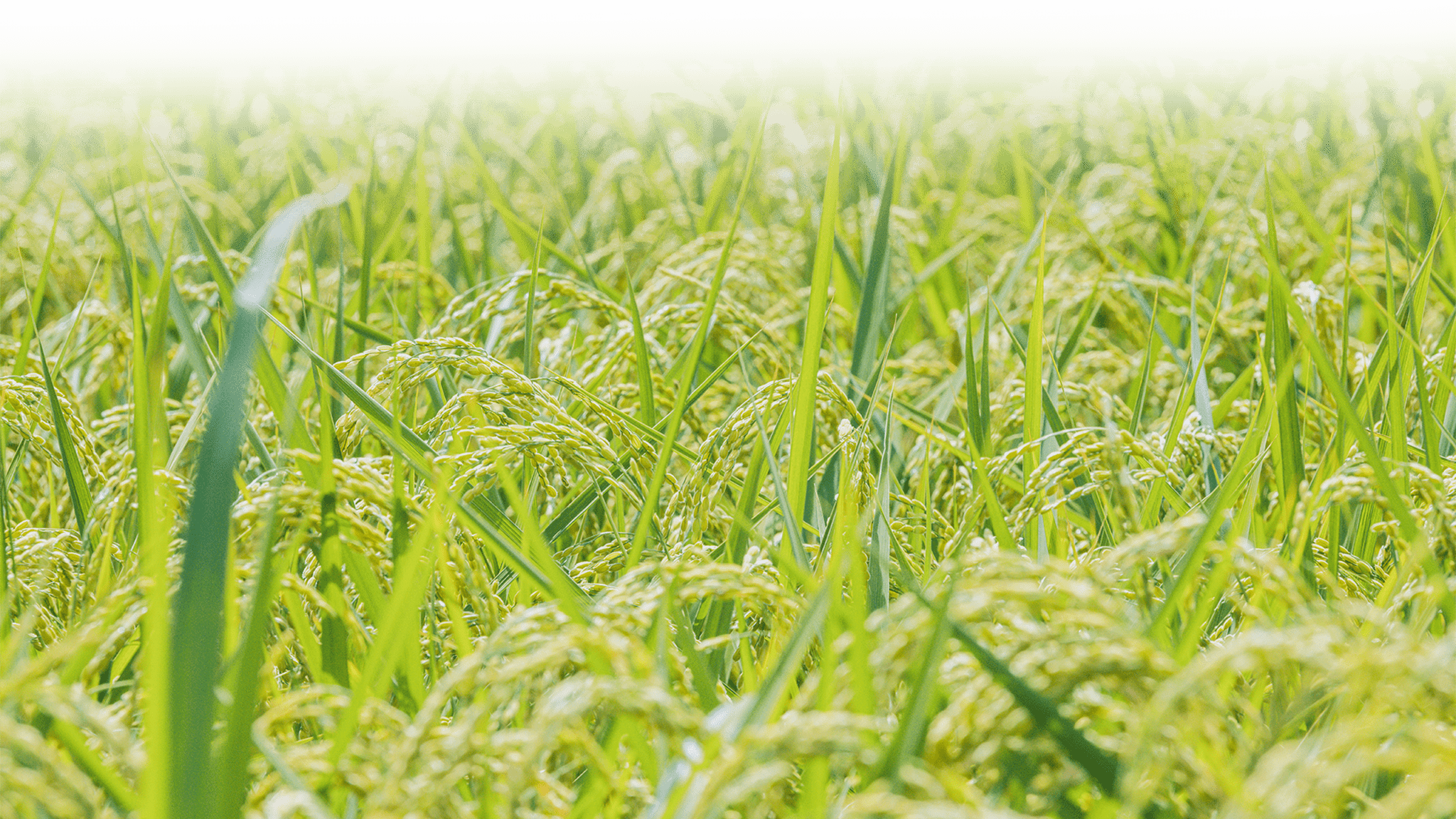 成長した稲